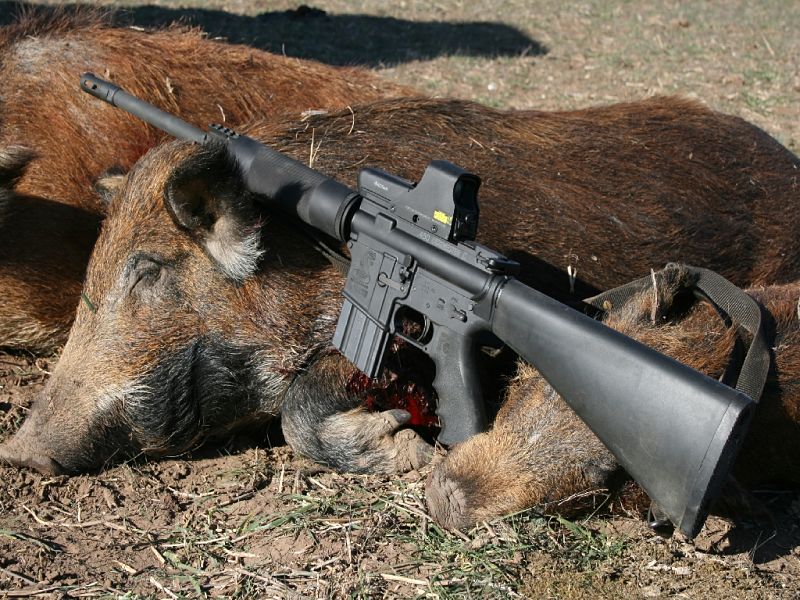 BUSHMASTER 450 Cazando jabalies